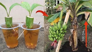 Remarkable Skill how to grow Banana from banana fruit with water Resimi