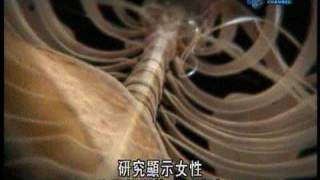 Discovery 透視人體極限   精力體能 Dancer on pointe