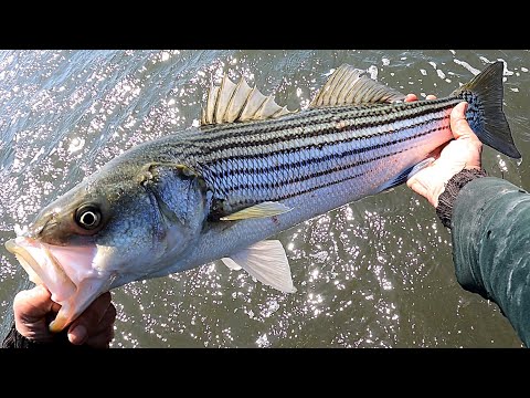 Striped Bass Surf Fishing - OPENING DAY - Keeper Striper & Noon Topwater  Action 
