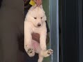 #white #gsds #puppy #avalable #dog #puppy #germanshepherd #germanshepheard #pets #gsd #cute