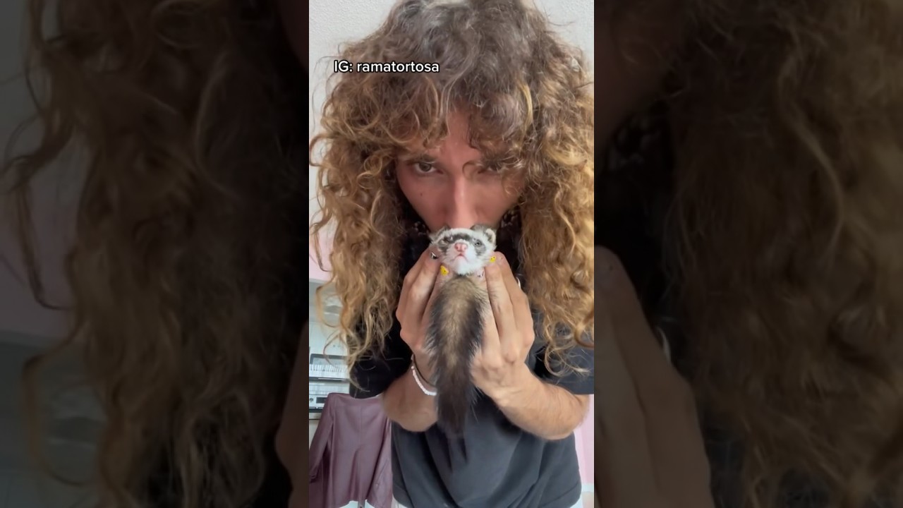 Sabían que los Hurones son súper elásticos y no les duele NADA!! 😂 