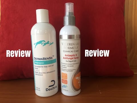 schnauzer-itchy-skin-|-dermabenss-shampoo-review-part-1-|-schnauzermom