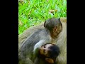 #Cutes Babies Monkey, And Daisy's baby# 314