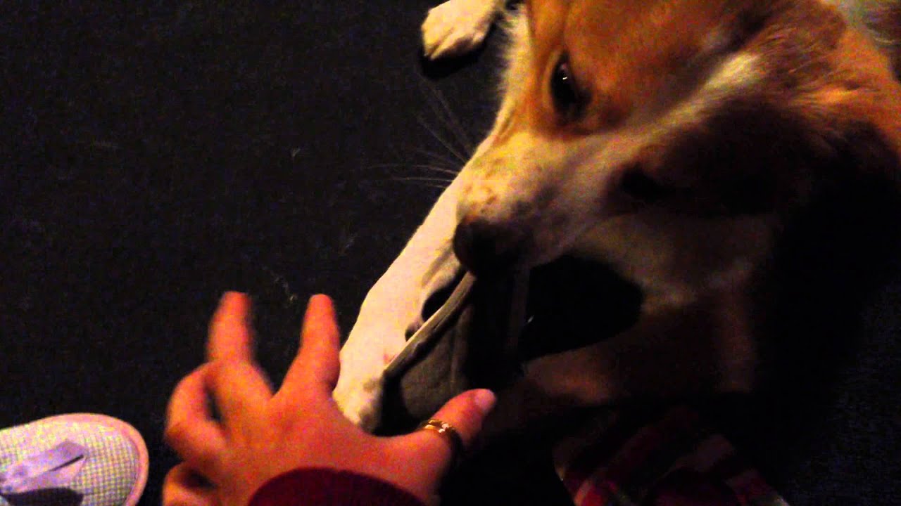 My Dog Love Slippers !!! YouTube