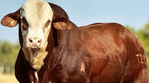 Top 5 Hybrid Cattle Breeds Changing the Future of Livestock Farming