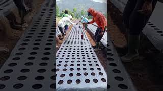 Đục lỗ màng phủ