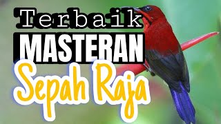 Pikat Sepah Raja - Durasi Pendek (5 Menit)