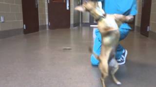 Jaba, an 8-month-old Pug/Chihuahua available at the Wisconsin Humane Society