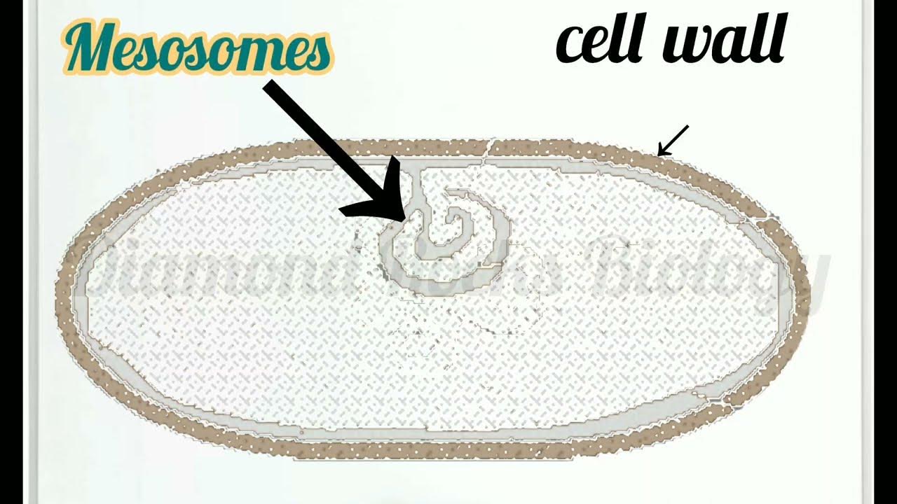 Mesosomes and storage bodies mesosome animation mesosomes in