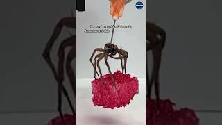 Necrobotics Involves Using Dead Organisms