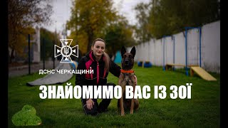Перший чотирилапий співробітник на службі разом із черкаськими рятувальниками: знайомимо вас із Зої