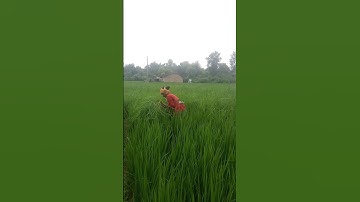 #paddy field removing weeds #how we remove weeds from paddy field in Nepal #rice field view