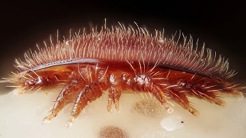 PSA: Varroa mites