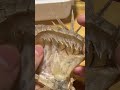 マツカサウオの半身骨格標本作成中#いのししの人