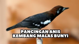 ANIS KEMBANG NGEPLONG SANTAI