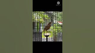 Branjangan javanica gacor sambil kejer isian cililin, kenari, ciblek ngebren cocok untuk masteran