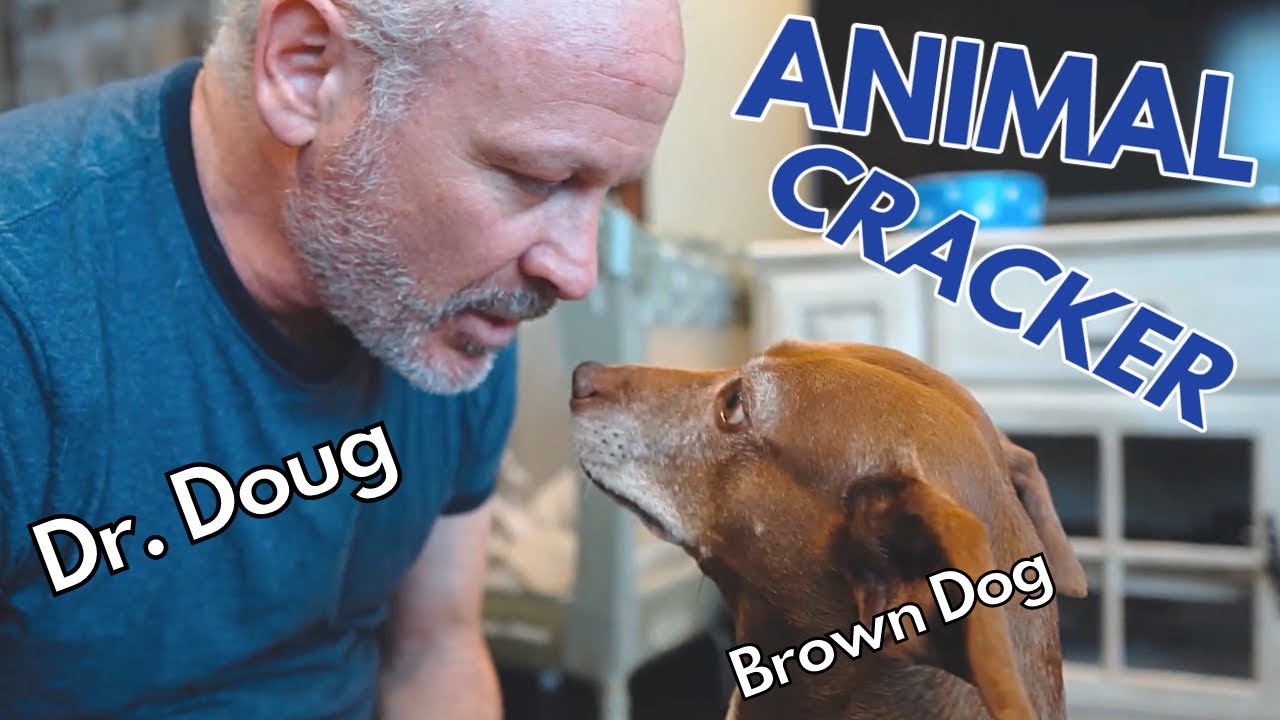 BROWN DOG gets CHIROPRACTIC ADJUSTMENT from  SILVER Dr. DADDY! (FUNNY Video)