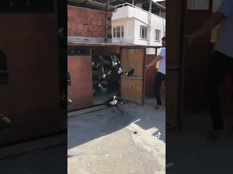 اسعدني مرورك الكريم