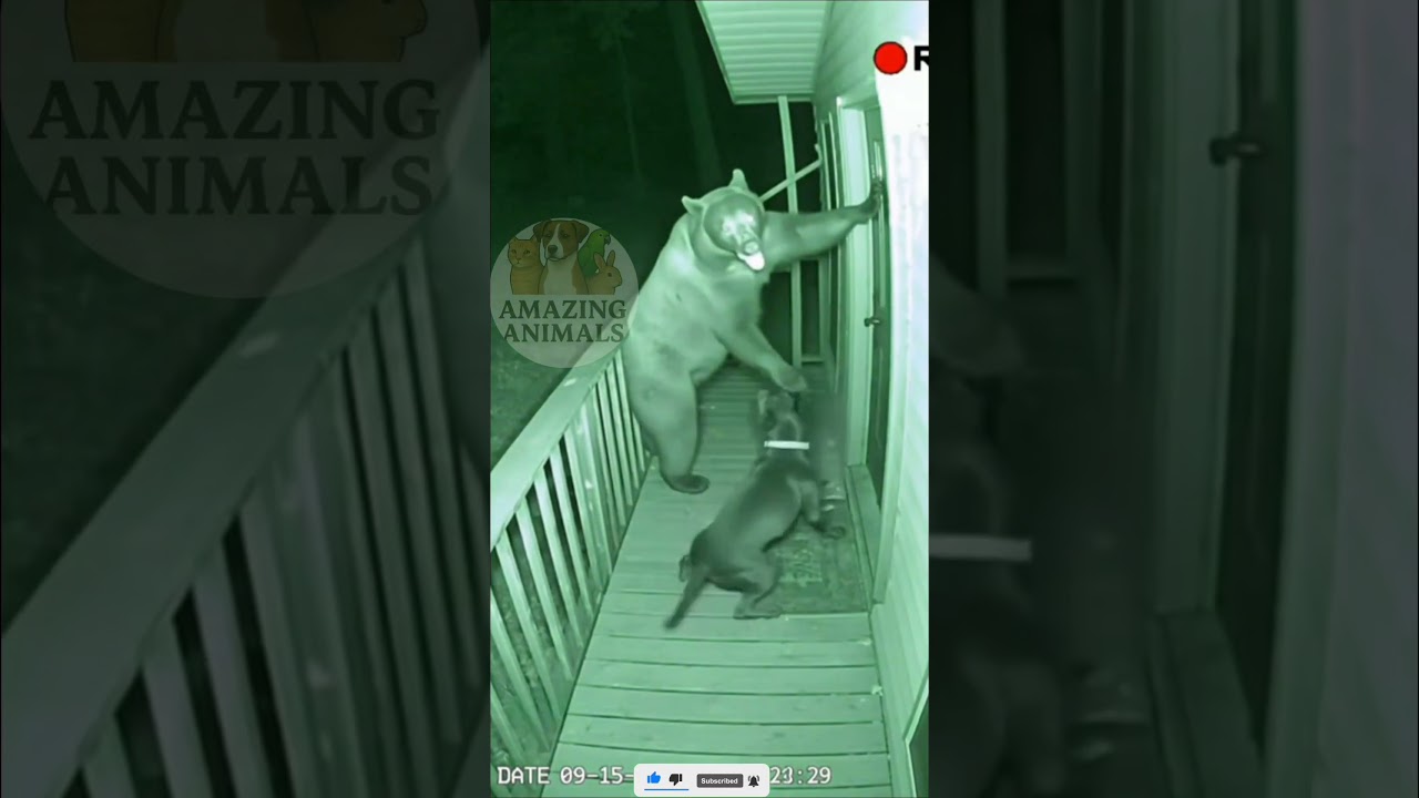 Unbelievable Animal Heroes That Will Restore Your Faith in Humanity