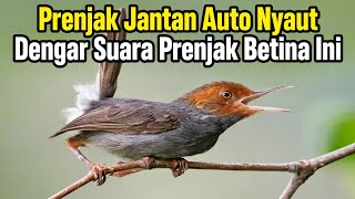 PRENJAK JANTAN AUTO NYAUT! Suara Prenjak Betina Bikin Jantan Gacor, Emosi & Bongkar Isian