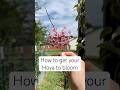 EASY way to get your Hoyas to bloom