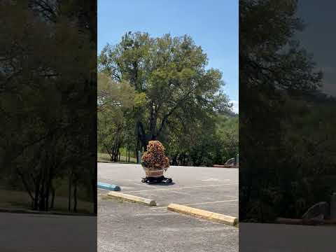 Disguised Bush Man Drives Through Parking Lot on a Motorized Board