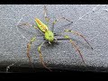 The Green Lynx Spider a new Project