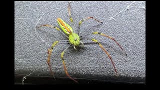 The Green Lynx Spider a new Project