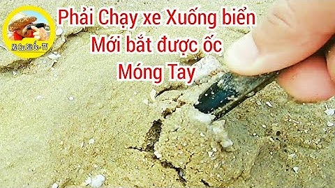 đi bắt hải sản ở bãi Đồi Nhái Vũng Tàu bạn cứ chạy thẳng xe xuống biển luôn.