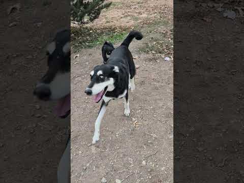 بوکی هم دوس داره هم میترسه  شلتنا دوست  نزهه هاپو البرزخ گربه 