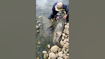 Cá Lớn - bắt Cá Chép Khủng ẩn nấp dưới rác 😱 #khacthuyvlogg