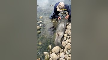 Cá Lớn - bắt Cá Chép Khủng ẩn nấp dưới rác 😱 #khacthuyvlogg