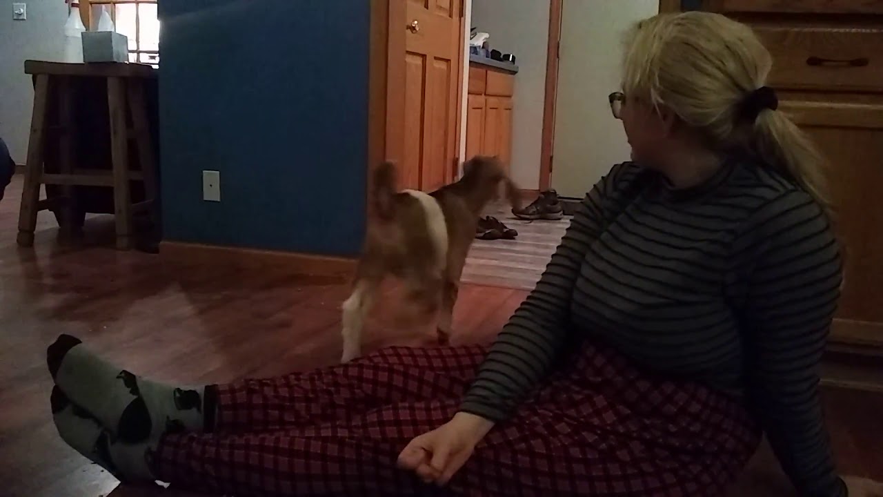 40th birthday gift - a baby goat!!