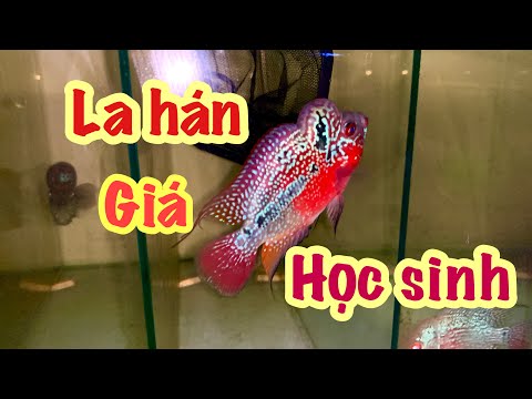 Video Cc&cmt- Cá la hán giá rẻ đợt mới 25/7 có bột kamfa - youtube