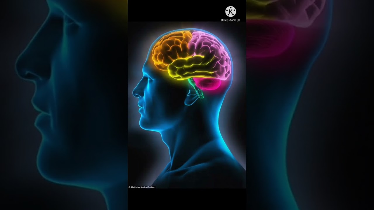 TOP 5 INTRESTING FACT ABOUT BRAIN 