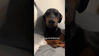 Hedecidedtsleepmre😋dgdbermansillydg