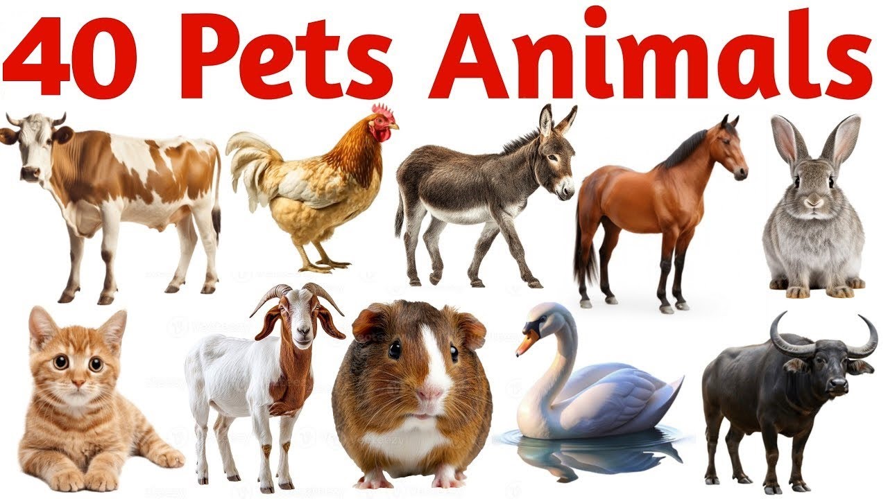 Pet Vocabulary | Farm Animals in English || domestic and Farm animals Vocabulary in English
