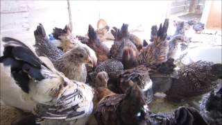 Cute Chickens eating wet Cornmeal e1