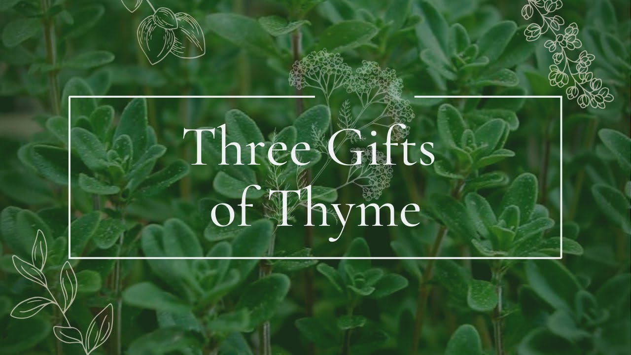 Three Gifts of Thyme YouTube
