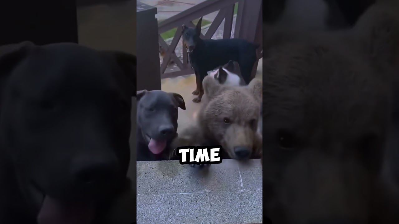 A baby bear showed love… but the dogs took it too far 😳😢