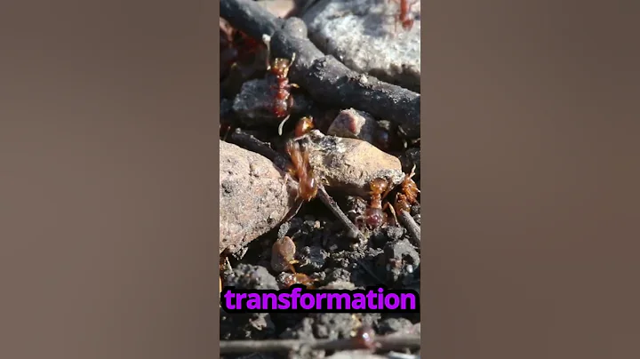 Enslavement in Ant Societies: The Dark Evolution of Social Parasitism