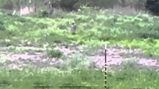 Exploding target with a watermelon