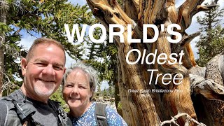 Great Basin National Park | The World's OLDEST TREE by The Hungry Cuban Adventures 393 views 1 year ago 10 minutes, 47 seconds