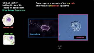 KS3 Biology: Cell Organization (cell, tissue, organ, organ system examples) / GSCE Prep