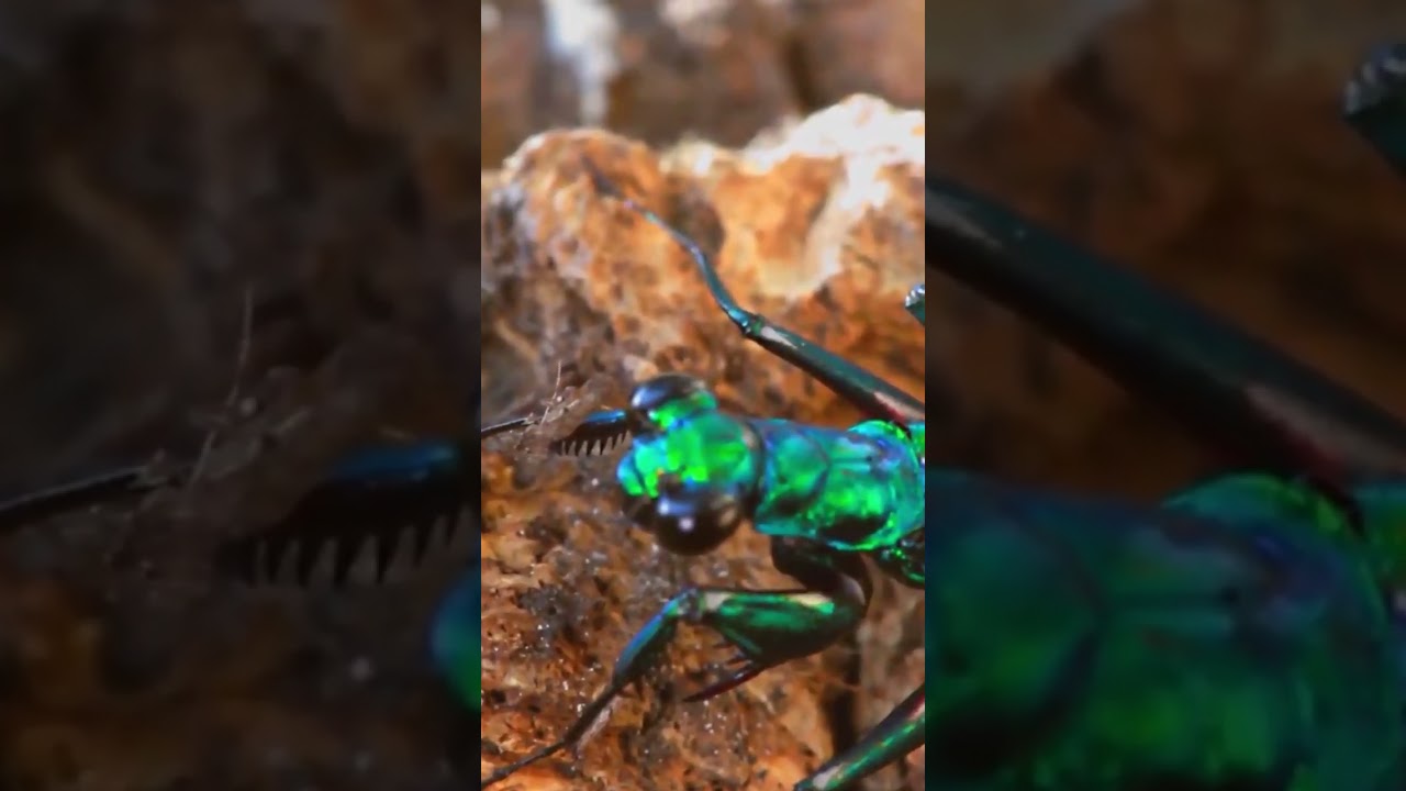 The Most Beautiful Insect In The World 