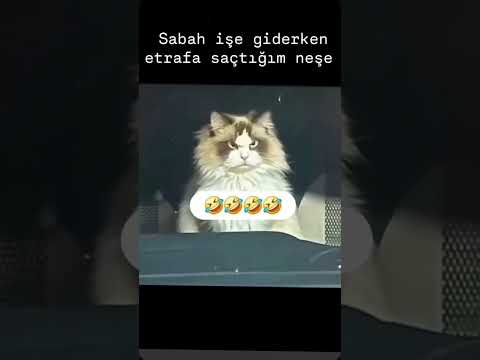 #wedding #halaybasi #viralvideo #düğün #halay #bride #gelin #söz #nişan #video #keşfet #fyp #kurdish