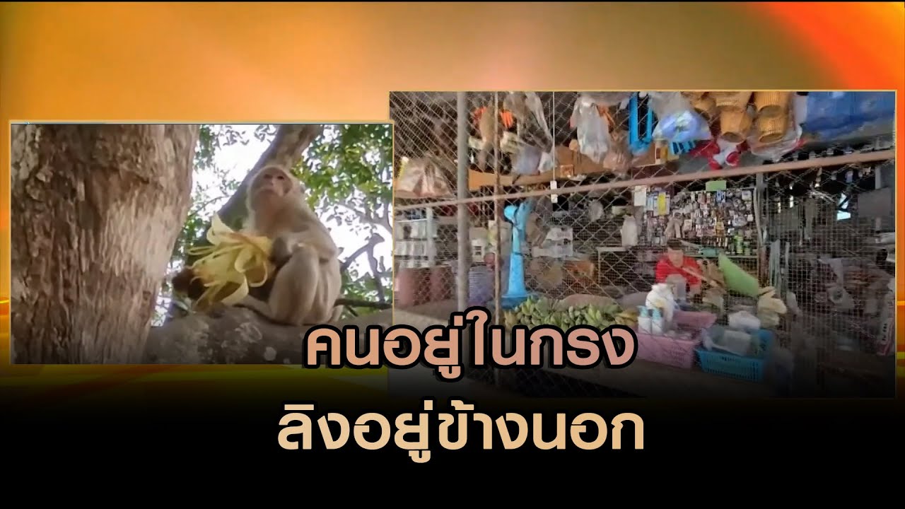 คนอยู่ในกรง ลิงอยู่ข้างนอก