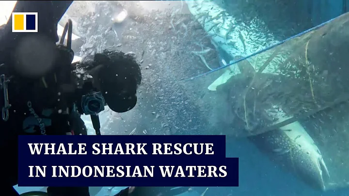 Divers free whale sharks snagged by fishing nets in waters off Indonesia