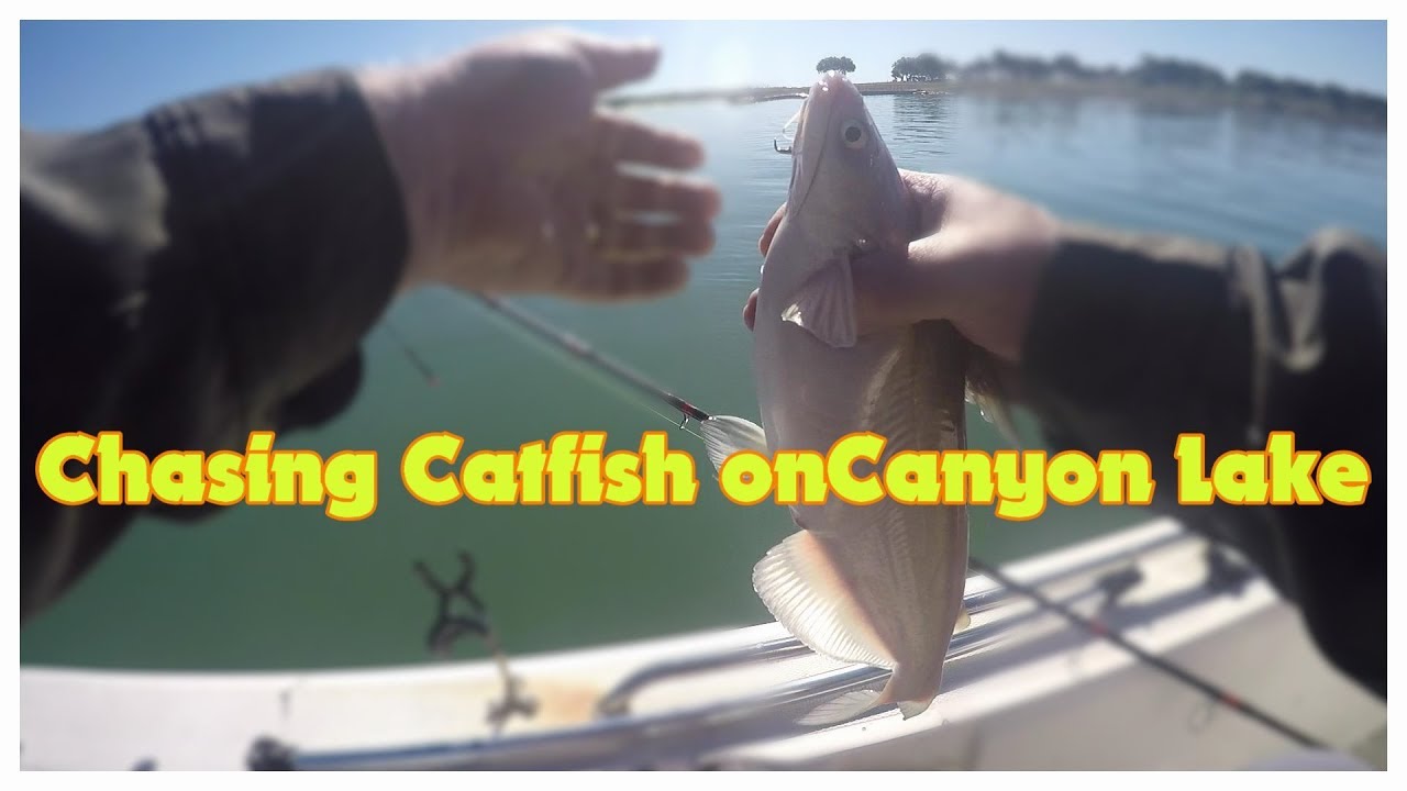 Fishing Canyon Lake Looking for Cats! Catfish CanyonLake Fishing 