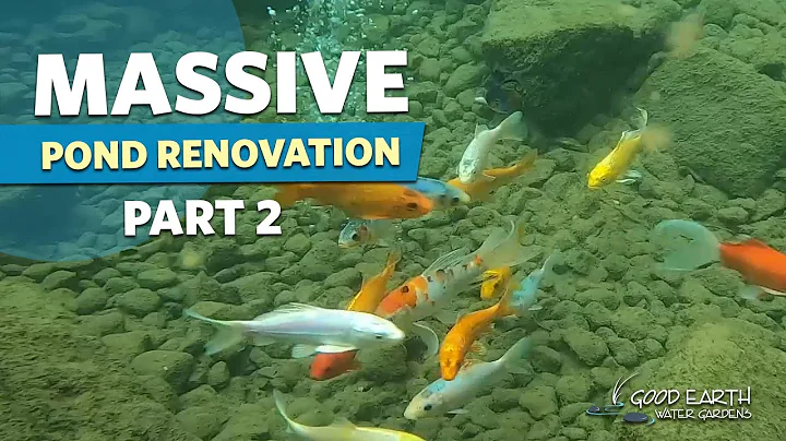 MASSIVE Spring-fed Koi Fish Pond Renovation: Part 2